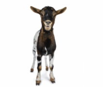 goats GBB pic
